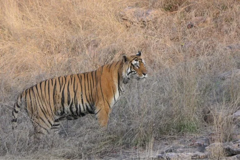 Bengal Tiger in Ranthambore as part of 7 day Rajasthan Itinerary.