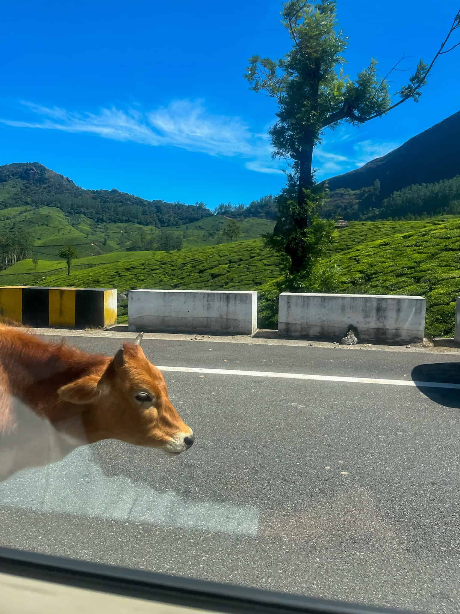 Kochi to Munnar drive - cow with tea fields