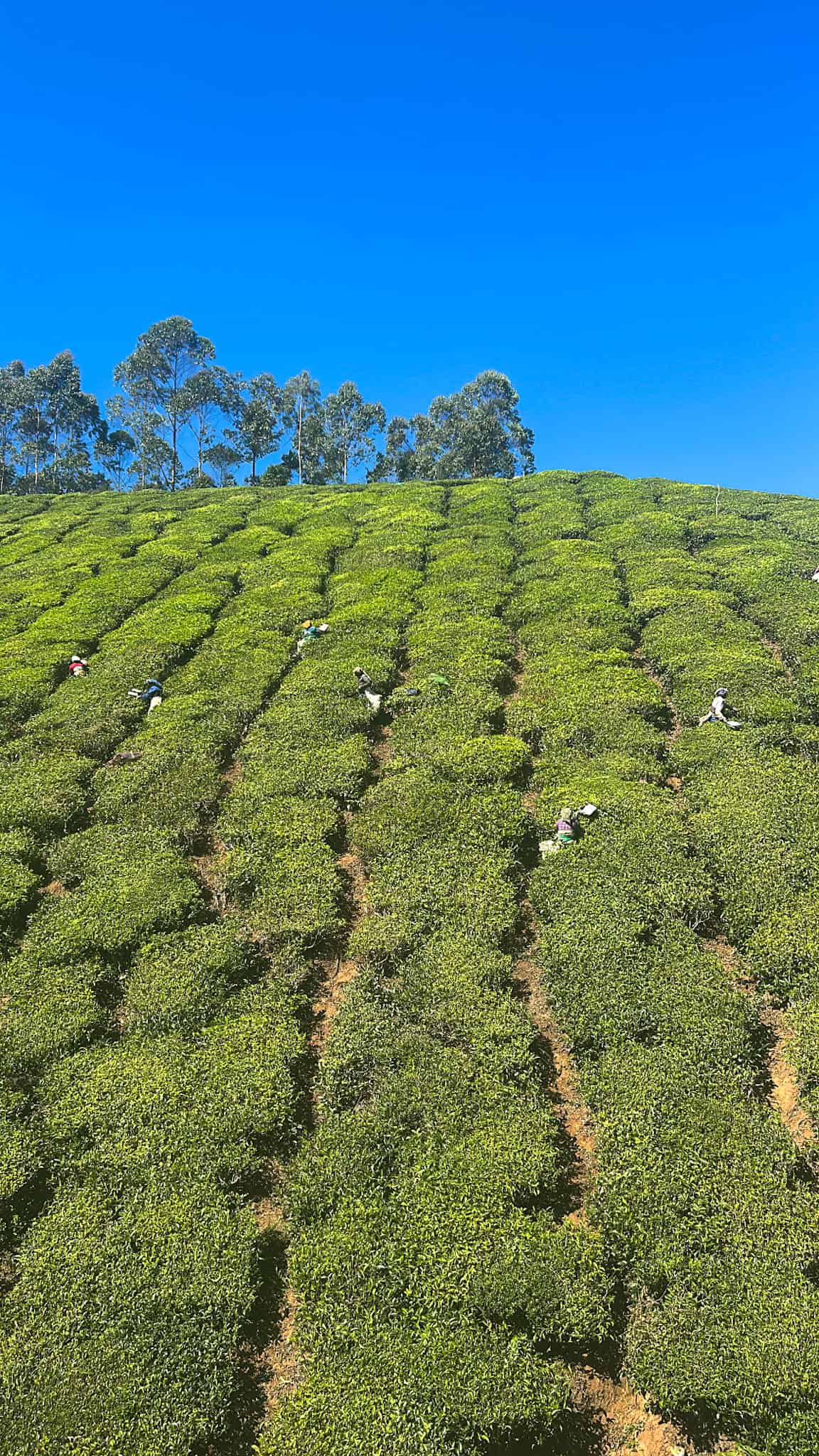 Munnar tea works in tea fields in Lakshmi hills