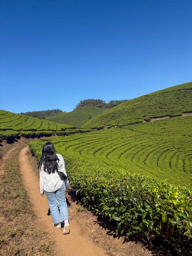 Munnar hike through Lakshmi tea fields