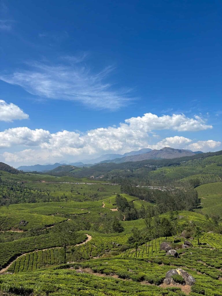 2 Weeks in South India - Munnar Tea views