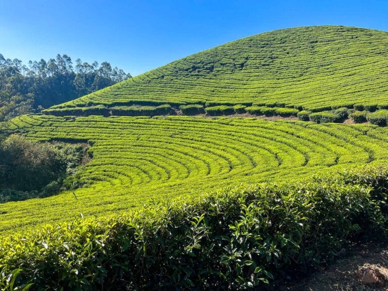 Munnar tea gardens hills, Lakshmi tea estate and plantation in Kerala, India. 2 days in Munnar