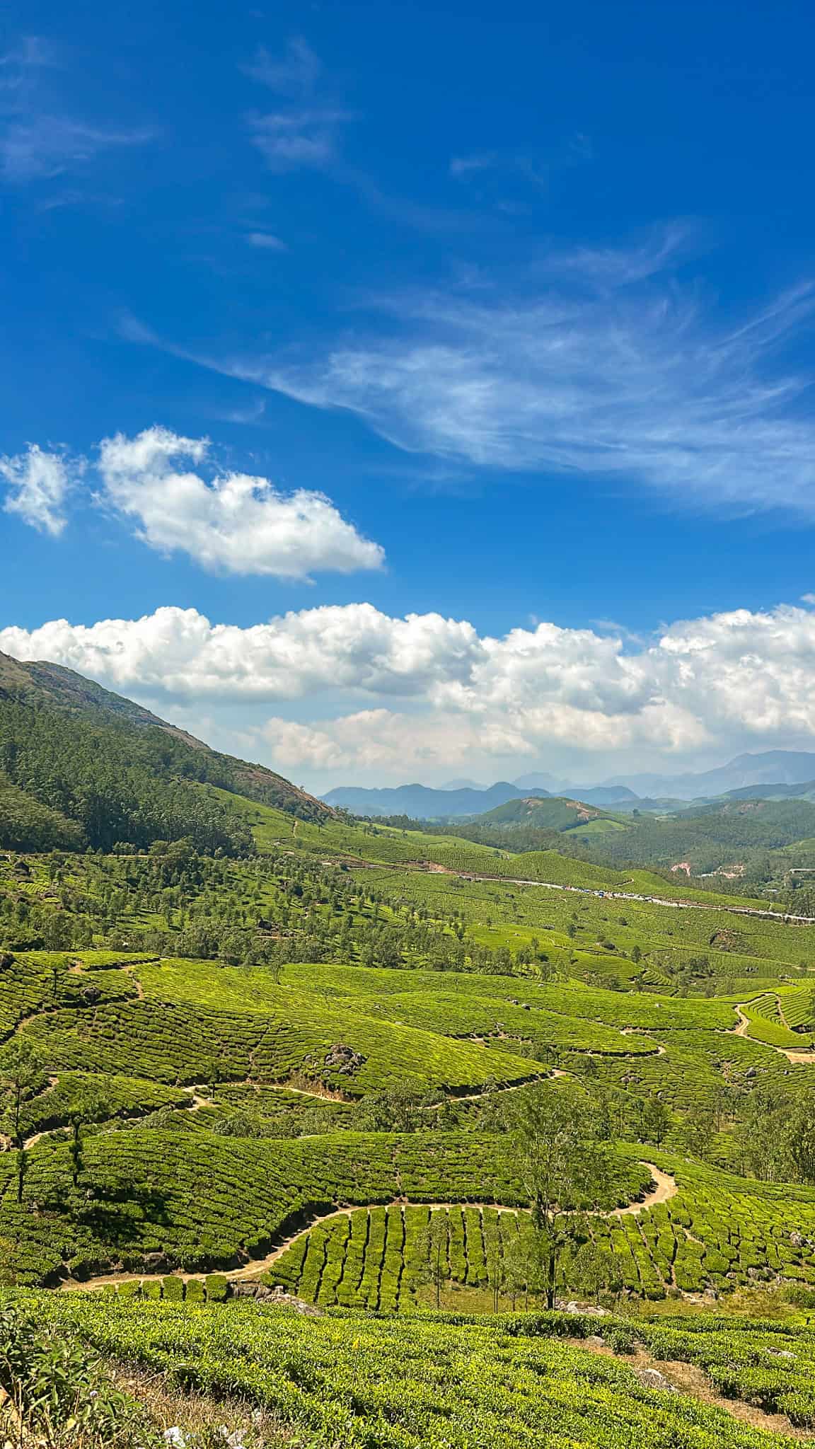 Tea fields in Munnar on a one week Kerala itinerary