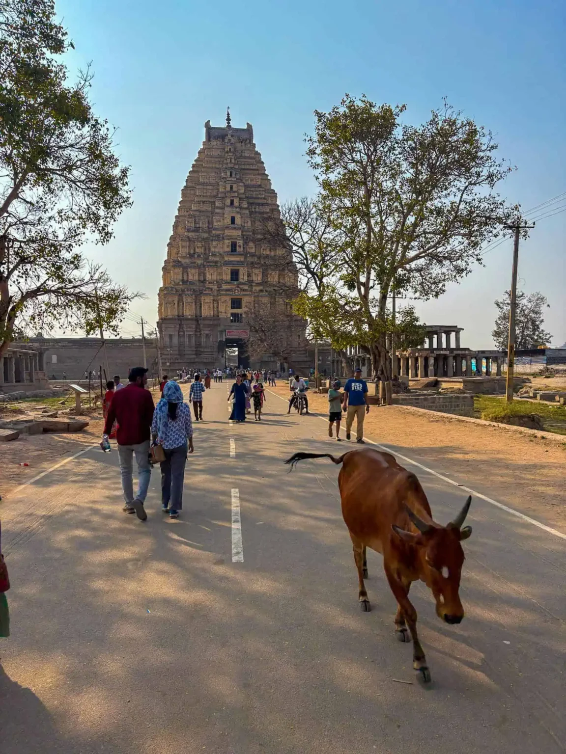 Virupaksha temple in Hampi. Looking at the enterance with cow walking by.