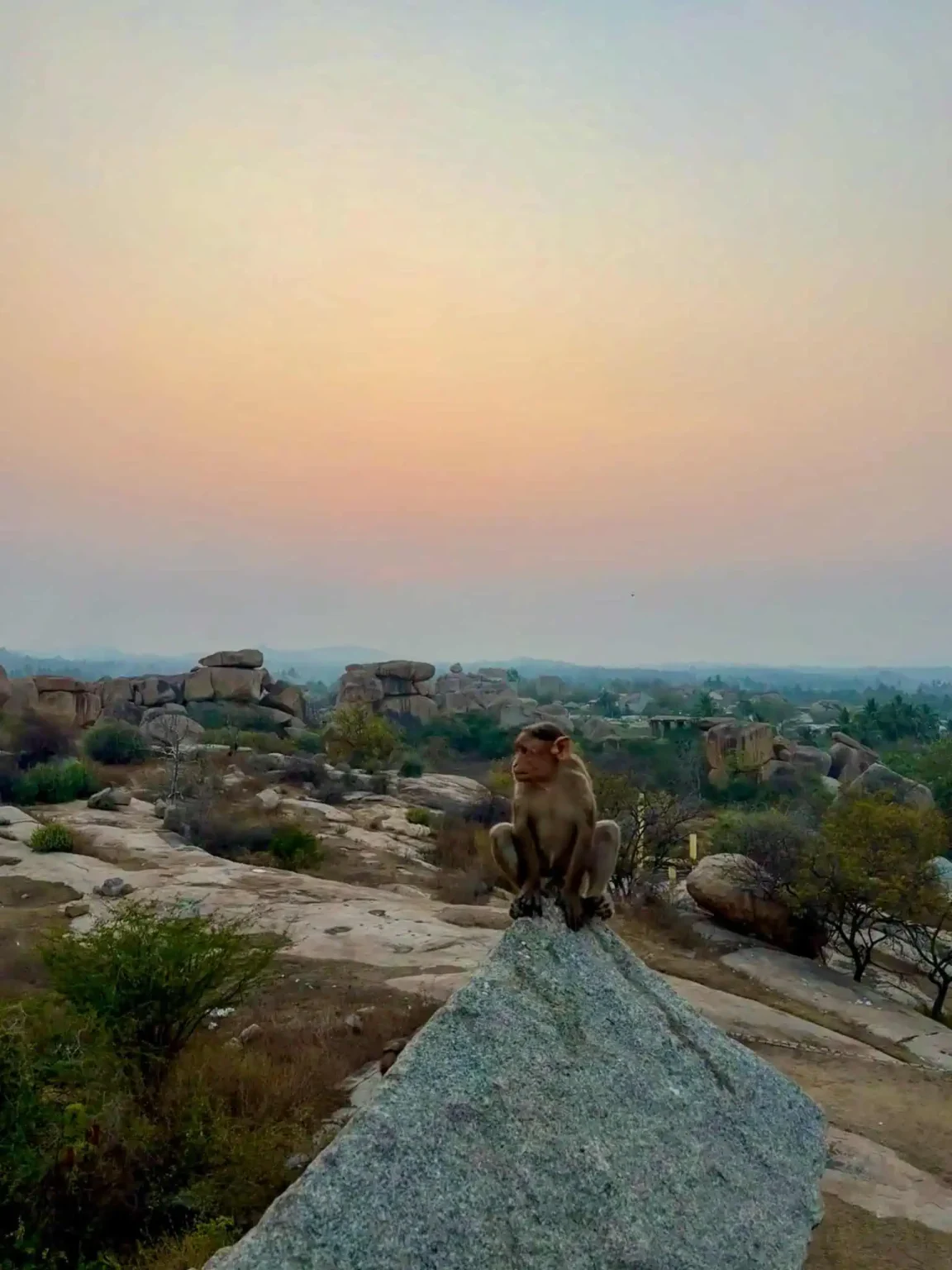 hampi monkey with a sunset on the hill view