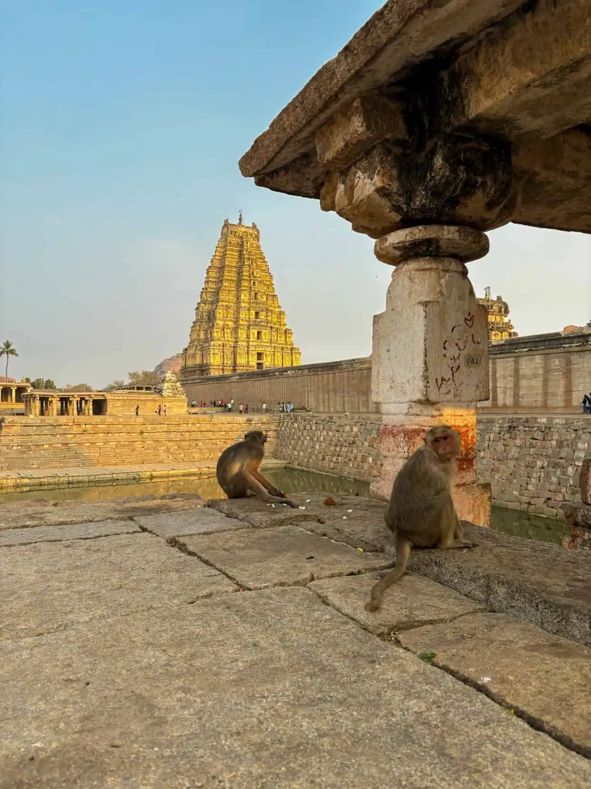 monkeys at Virupaksha temple in Hampi. Read for the perfect 2 day Hampi itinerary.