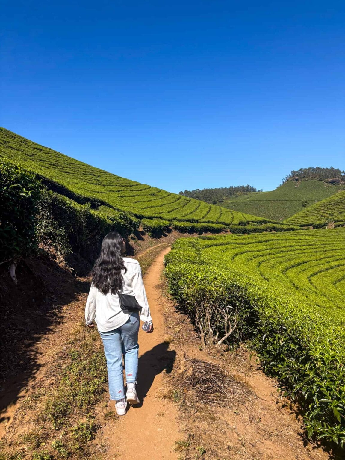 Munnar tea gardens
