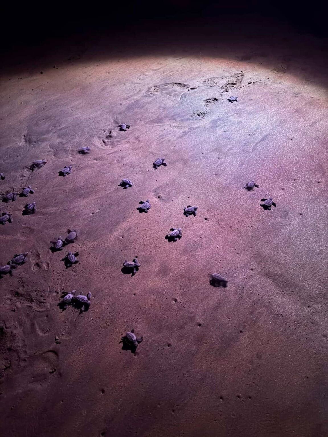 Baby turtles at night on Agonda Beach