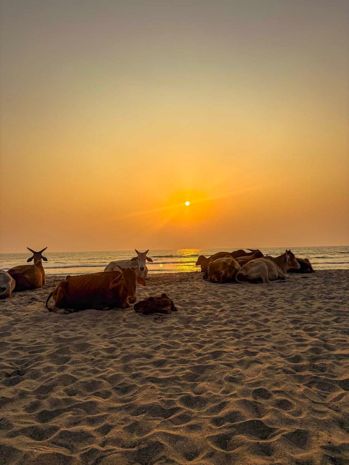 Cows laying down at sunset on Agonda Beach