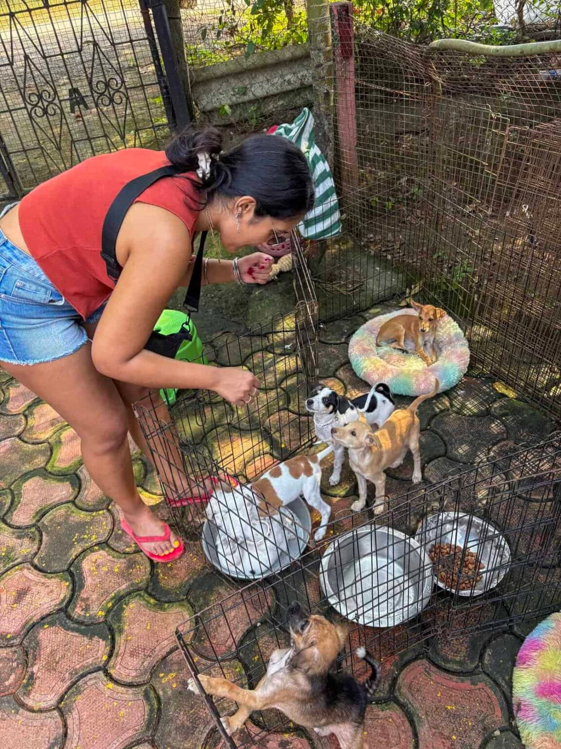 Poorva playing with the puppies at ARC South Goa near Patnem